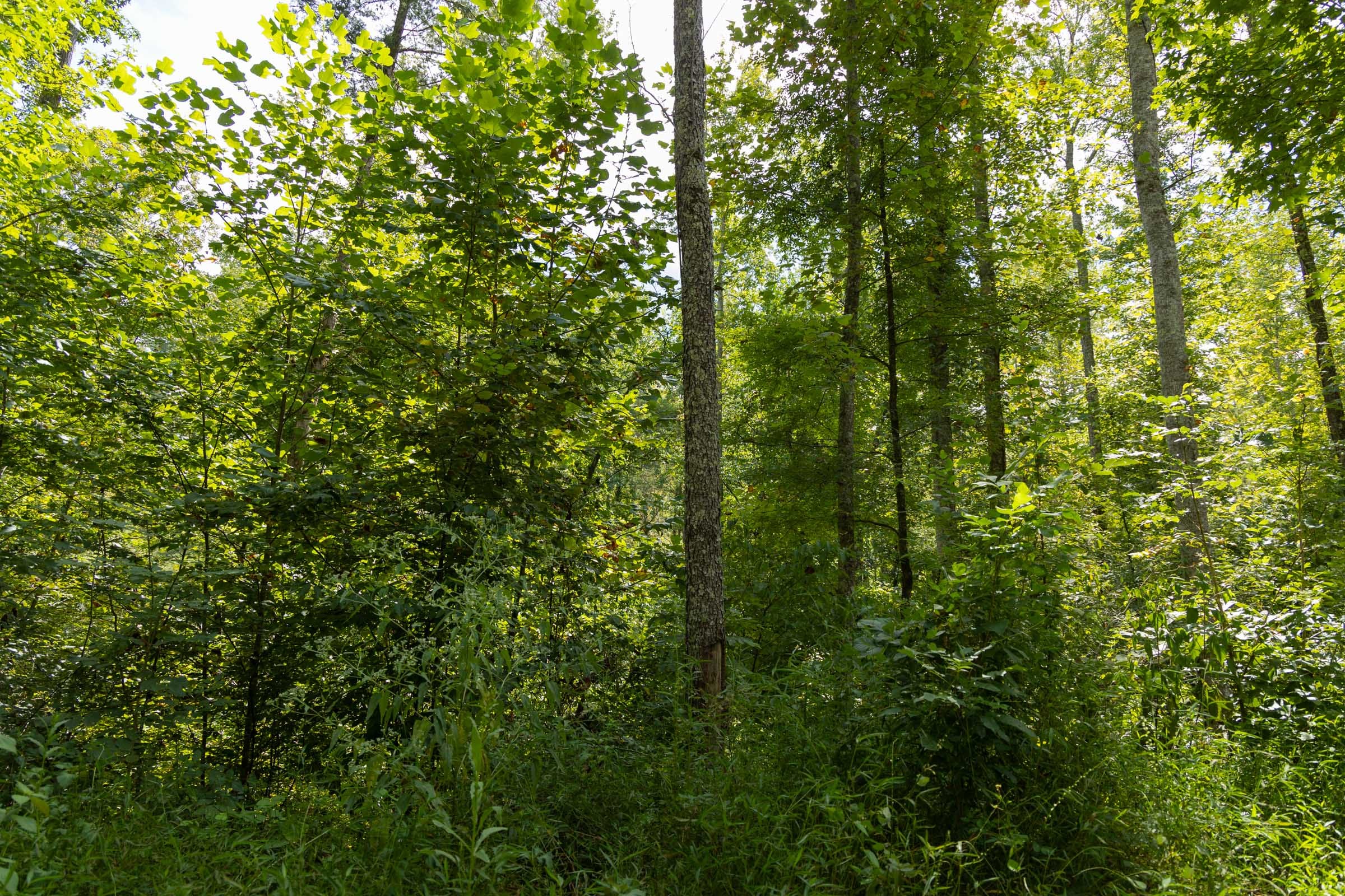 Big White Oak Tract 138 photo 4