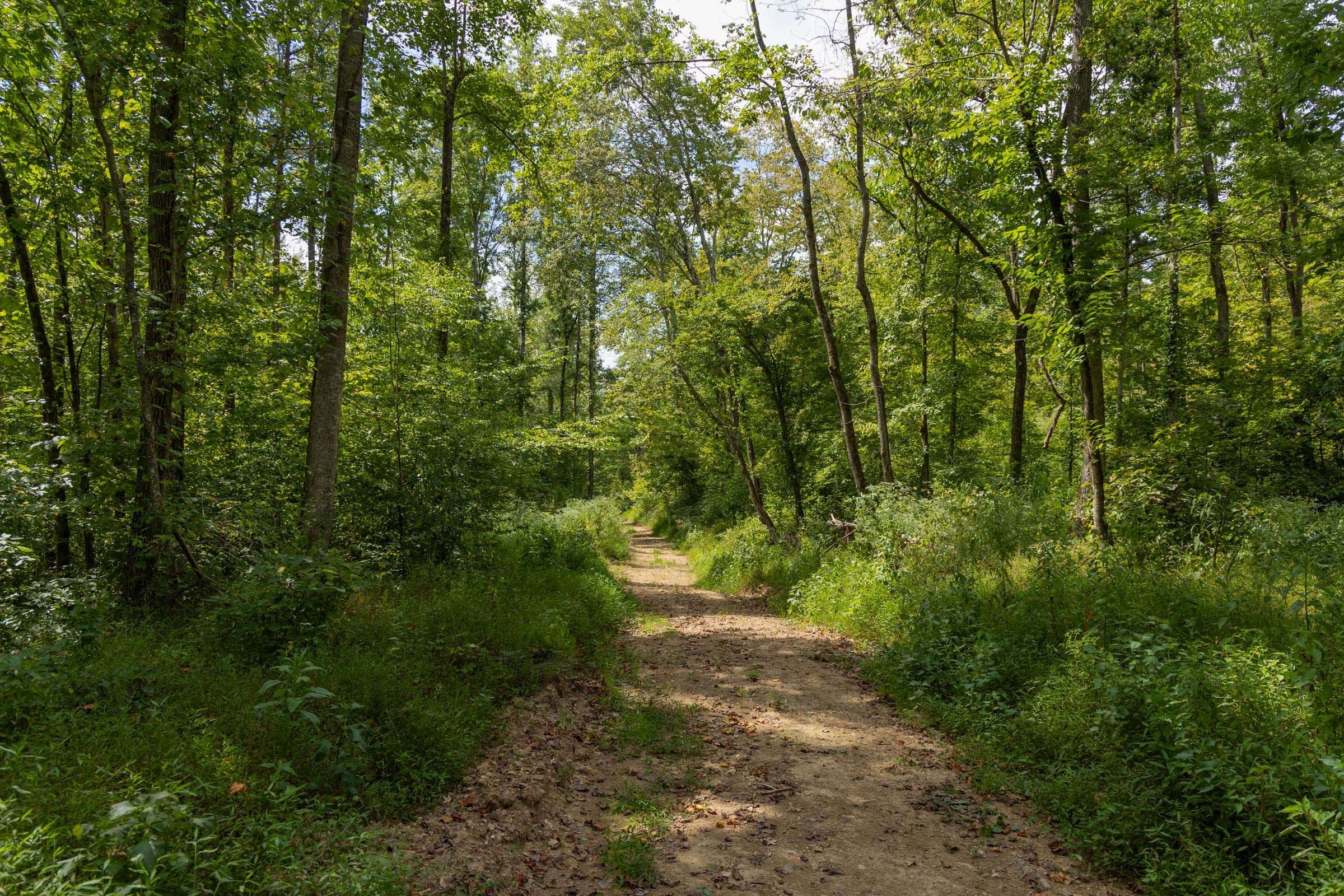 Big White Oak Tract 138 photo 3