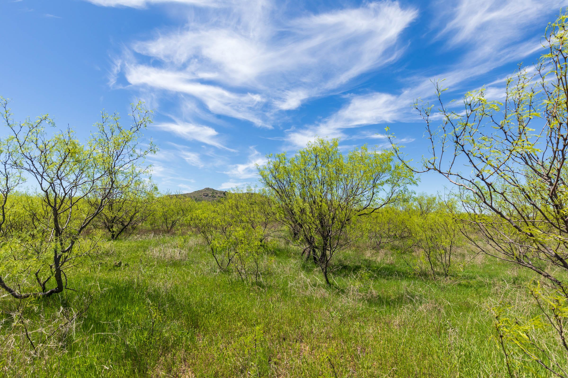 Hackberry Fields Tract 3 photo 7