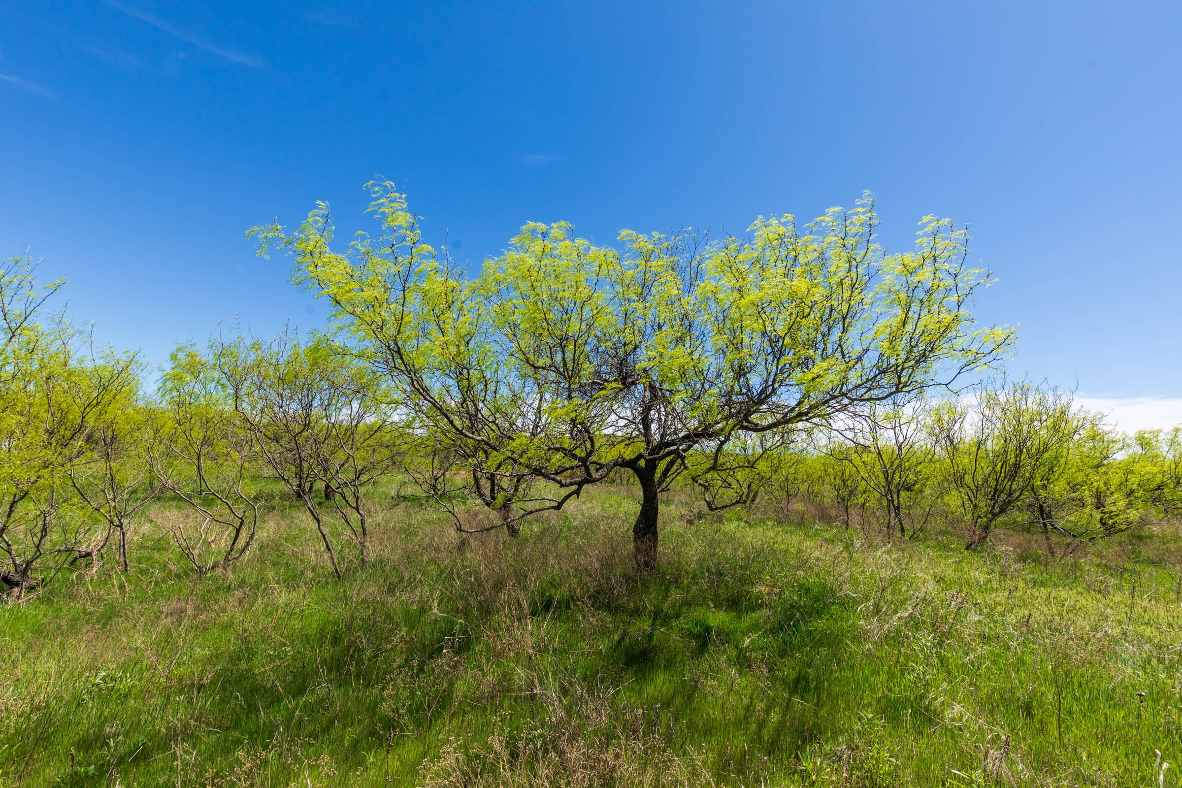 Hackberry Fields Tract 3 photo 5