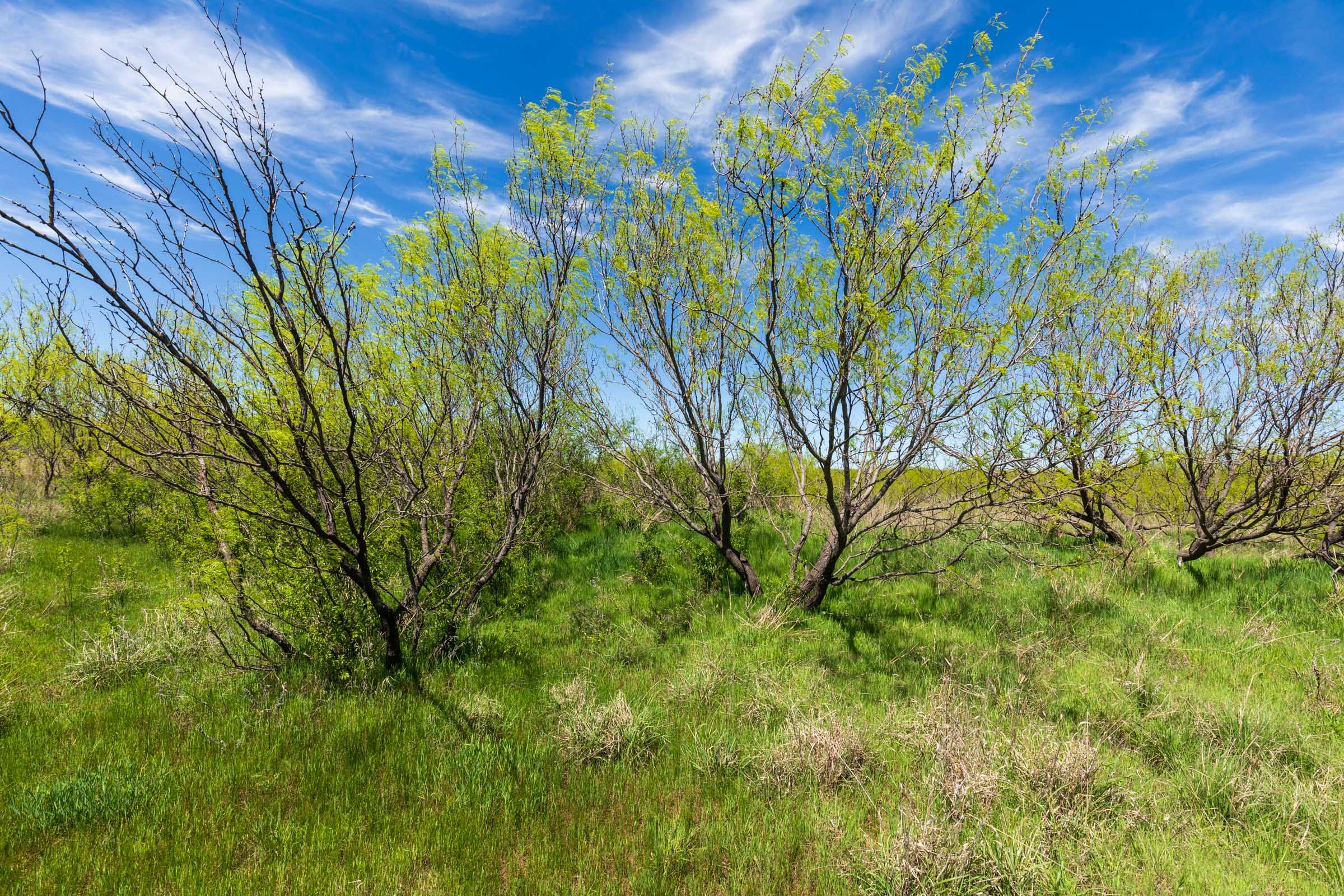Hackberry Fields Tract 3 photo 6