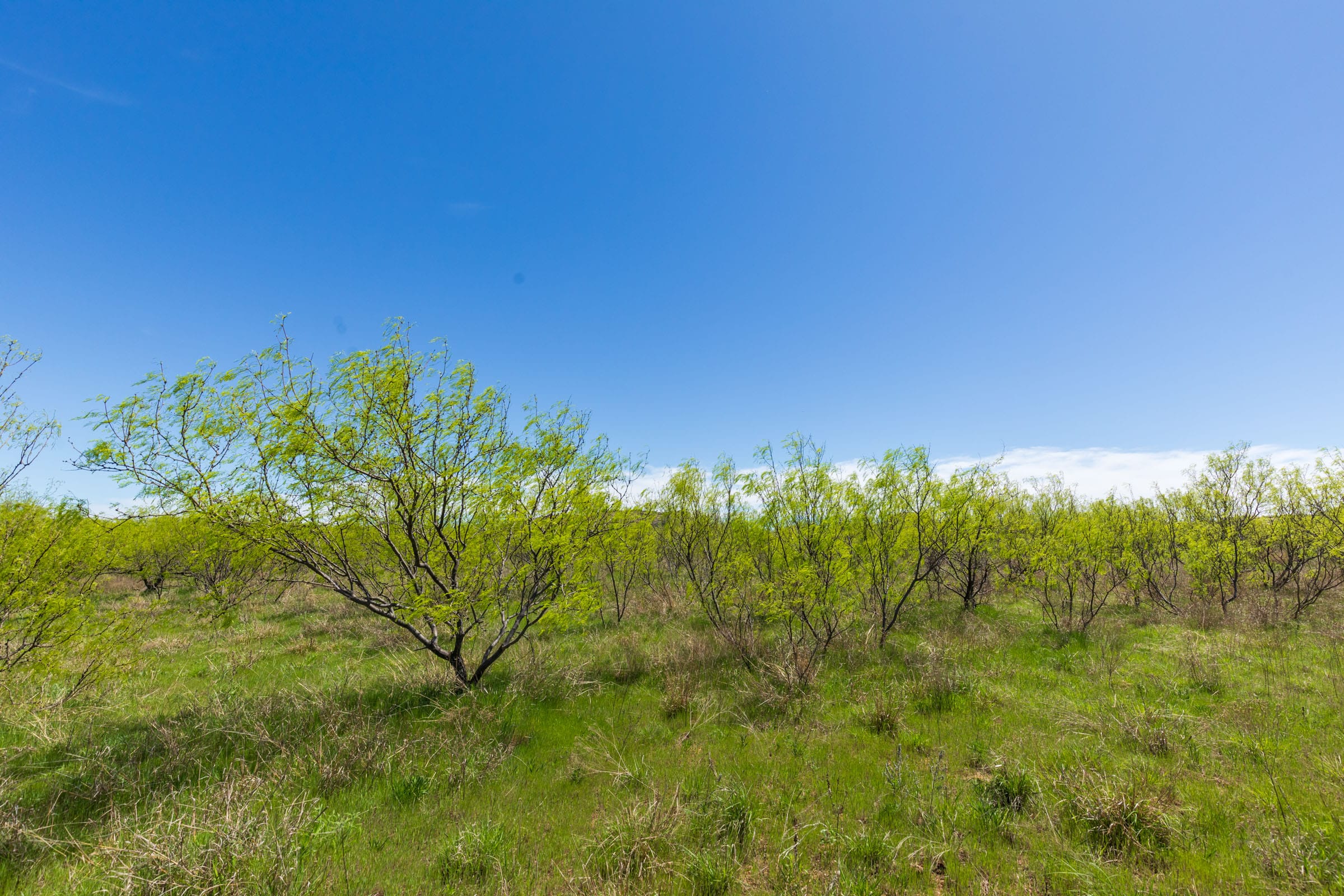Hackberry Fields Tract 3 photo 9