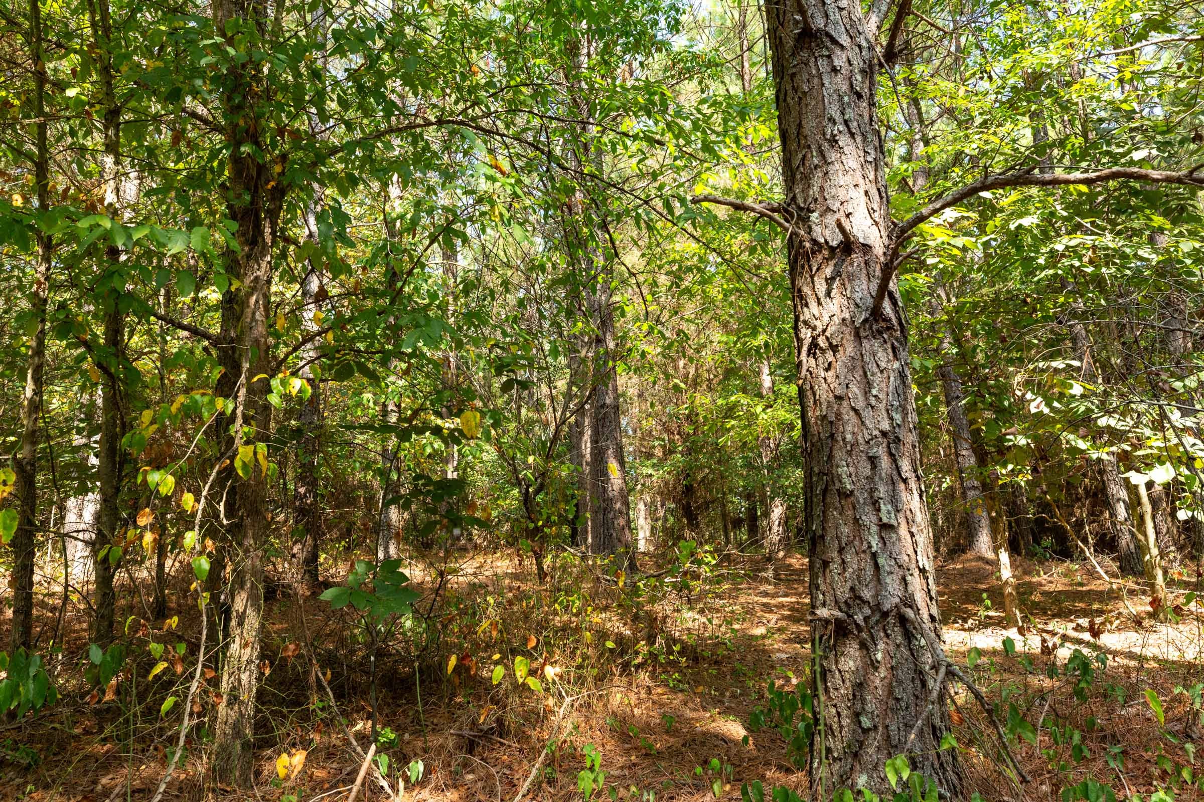 Harvest Ridge Tract 12 photo 2