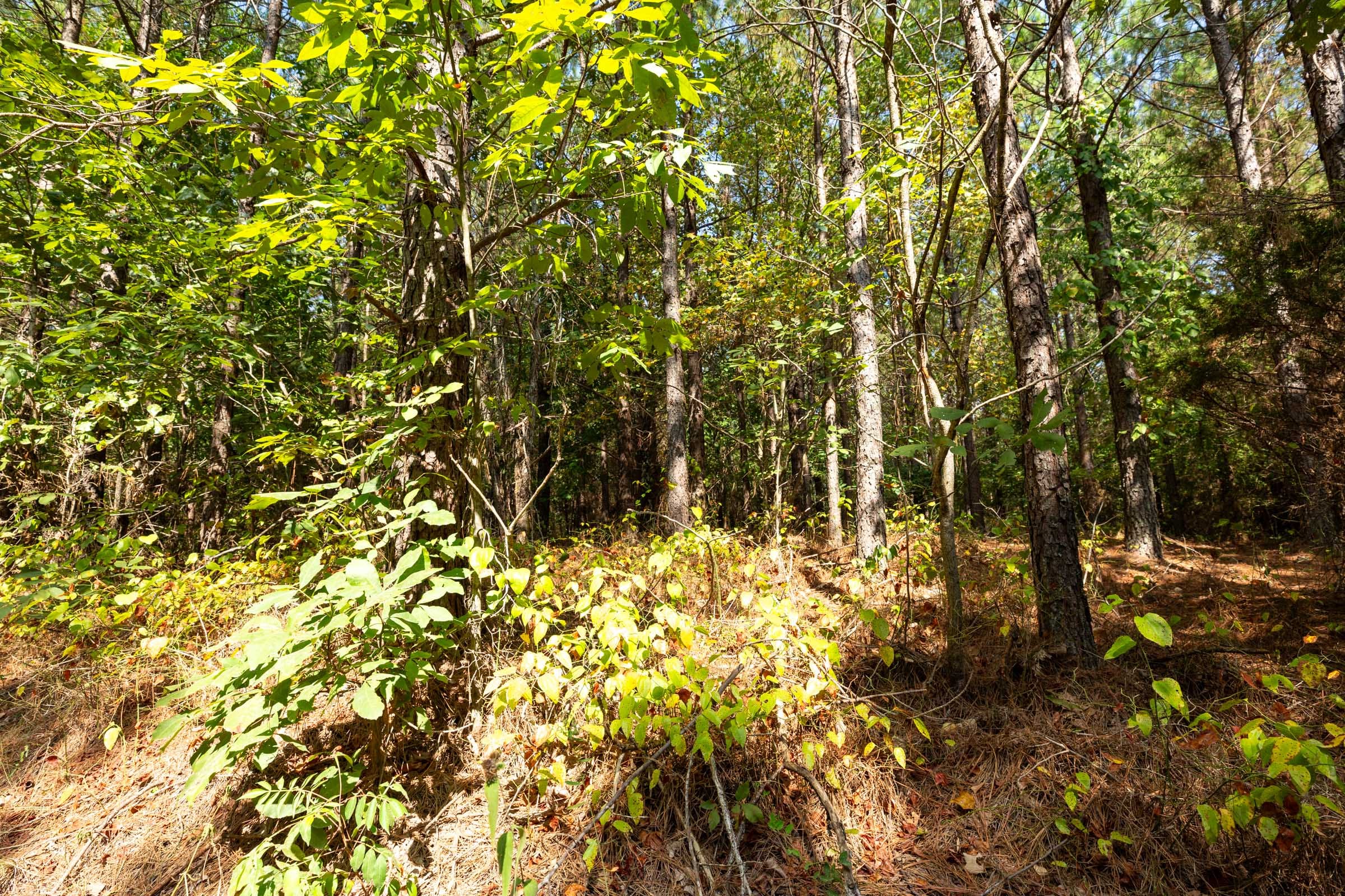 Harvest Ridge Tract 12 photo 3