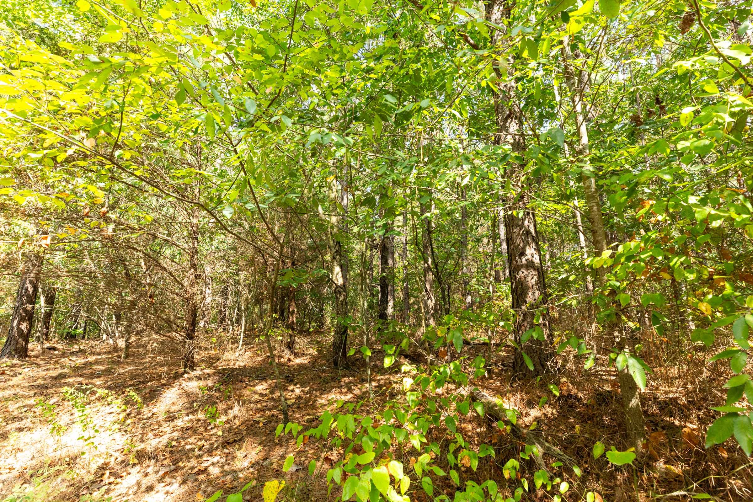 Harvest Ridge Tract 12 photo 5