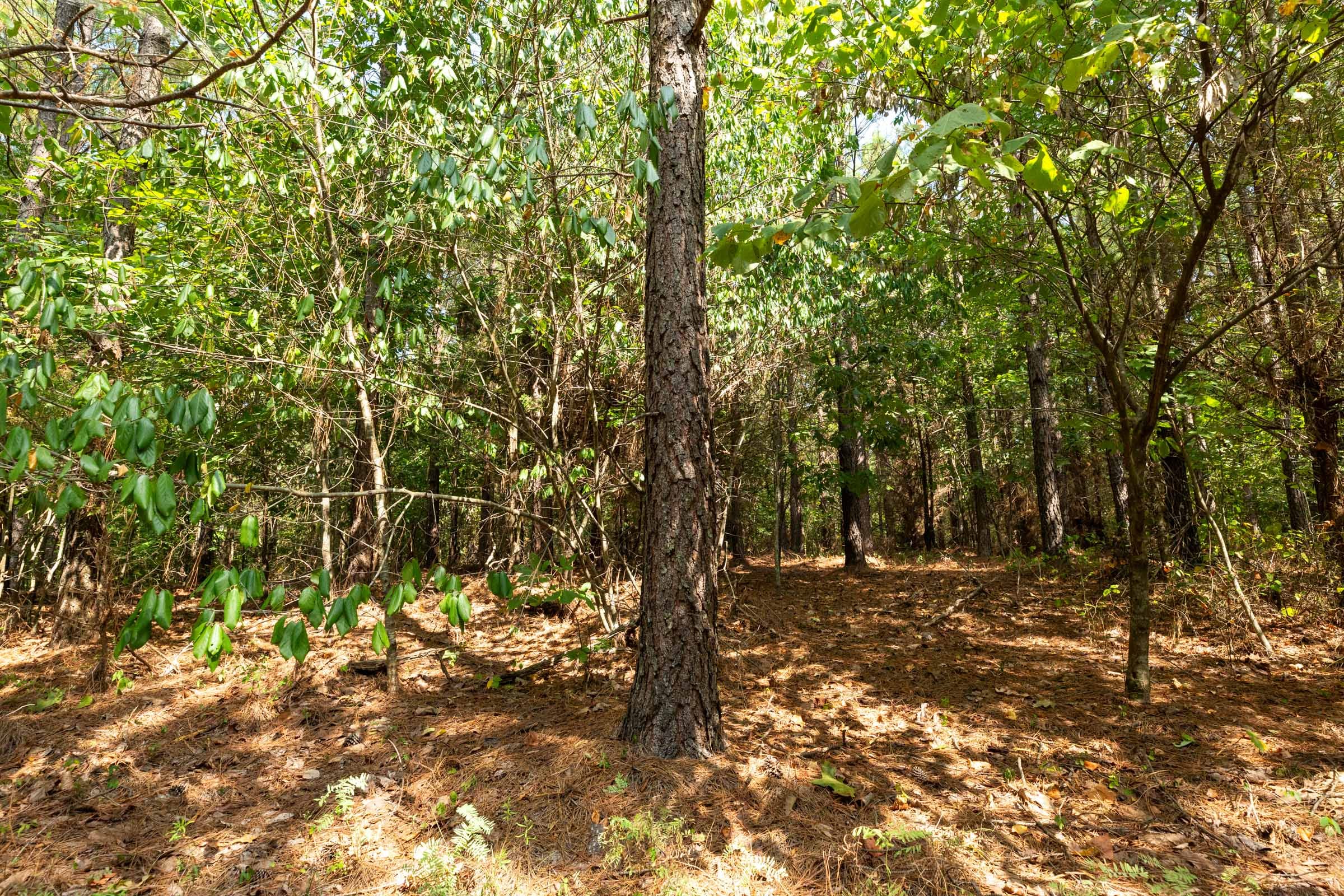 Harvest Ridge Tract 12 photo 4