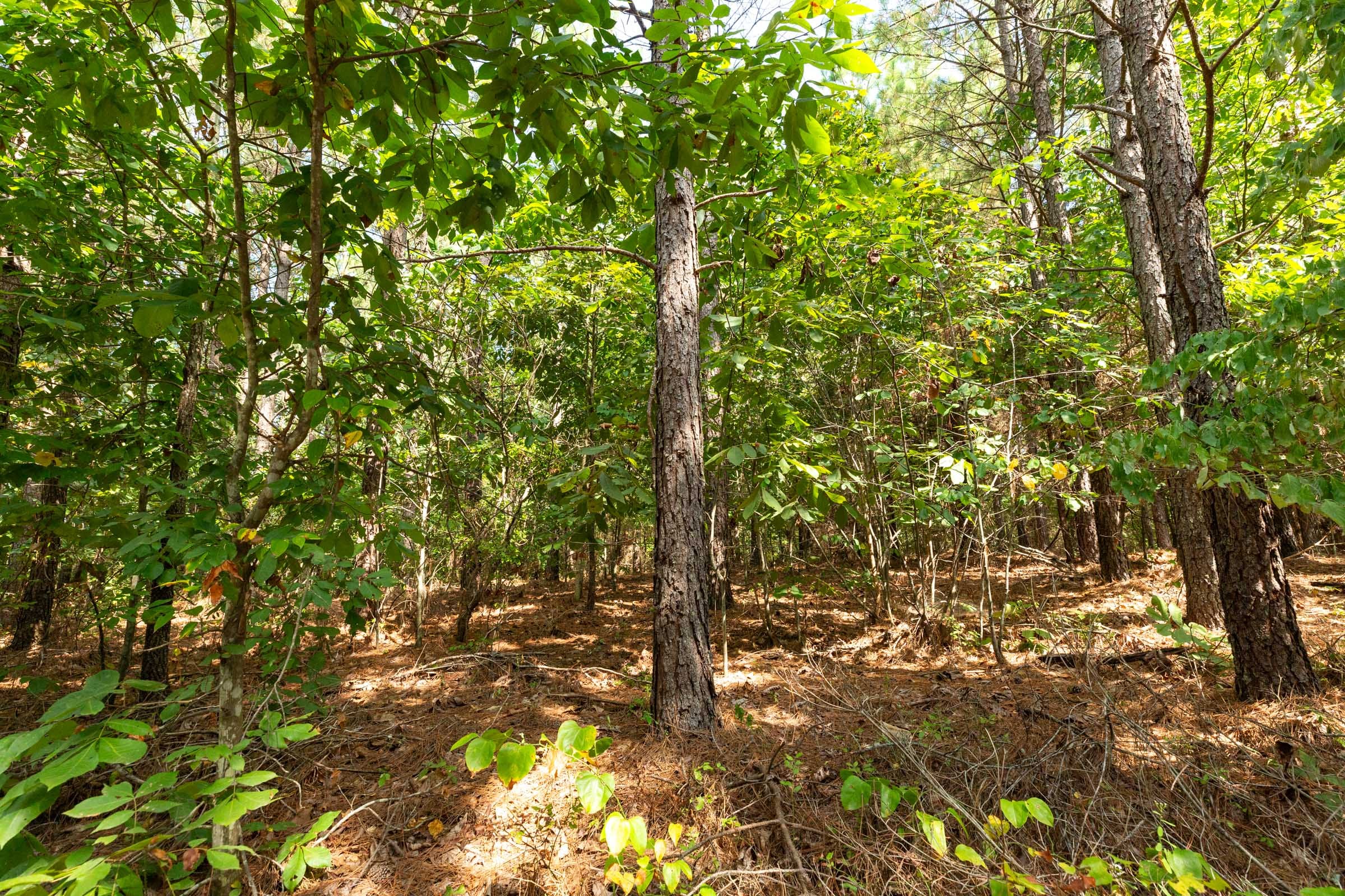 Harvest Ridge Tract 12 photo 6
