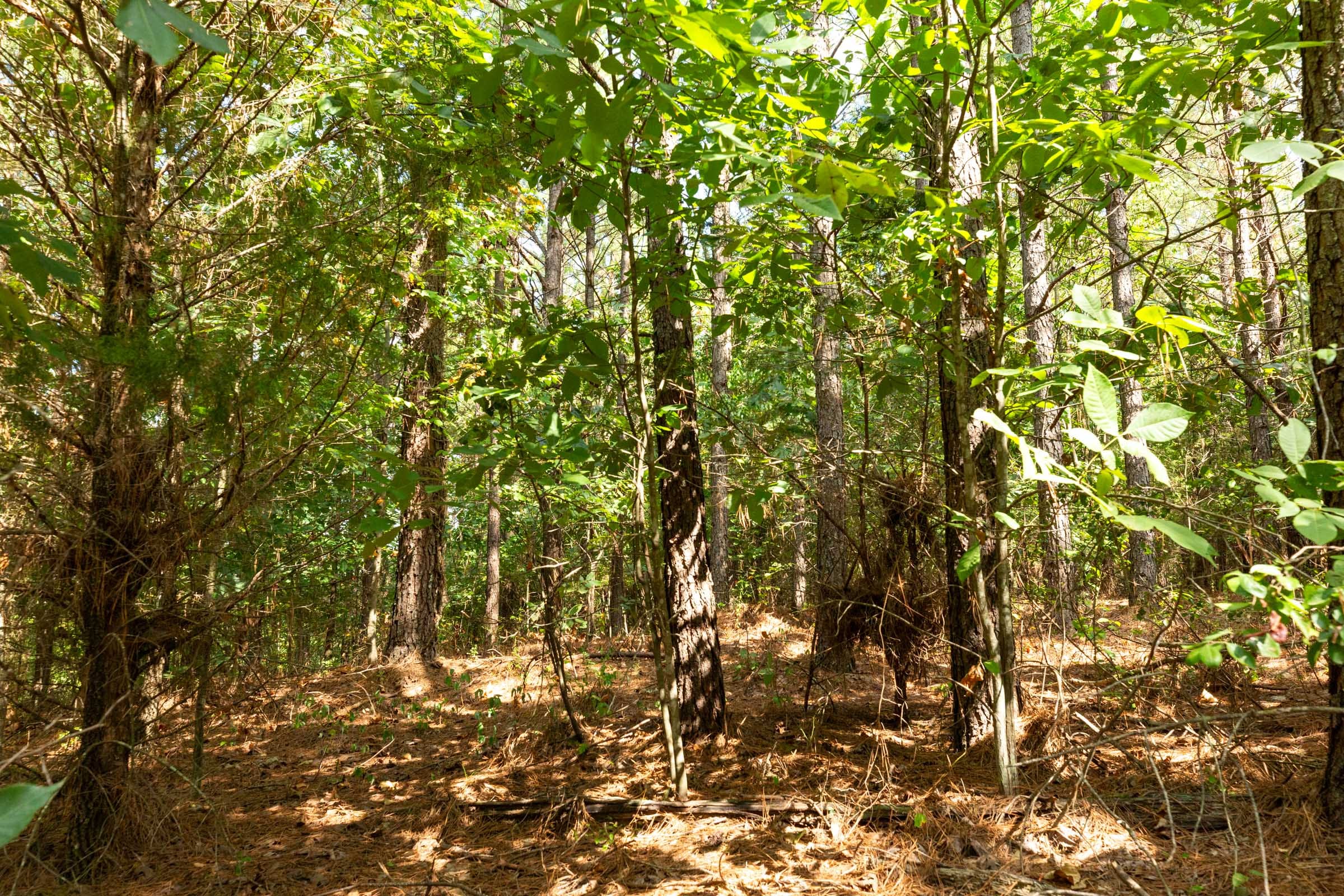 Harvest Ridge Tract 12 photo 7