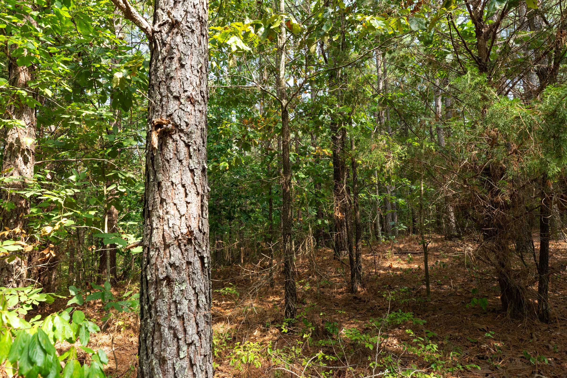 Harvest Ridge Tract 12 photo 8