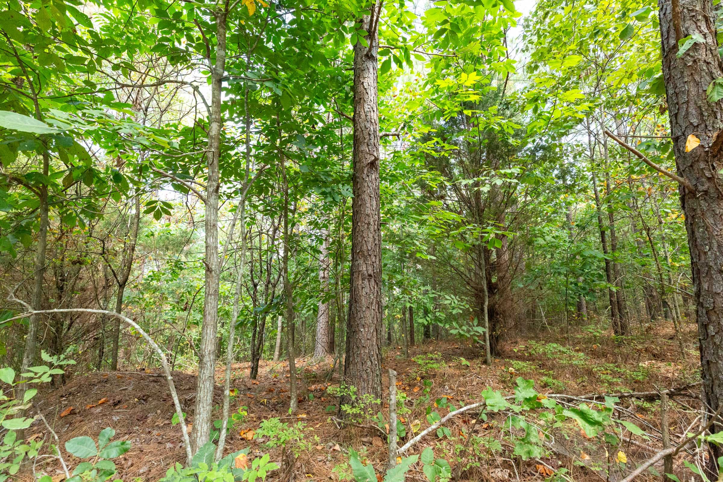 Harvest Ridge Tract 12 photo 10