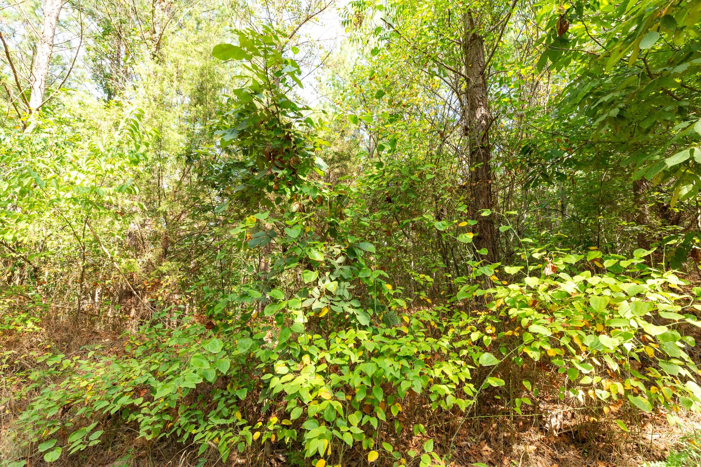 Harvest Ridge Tract 12 photo 11
