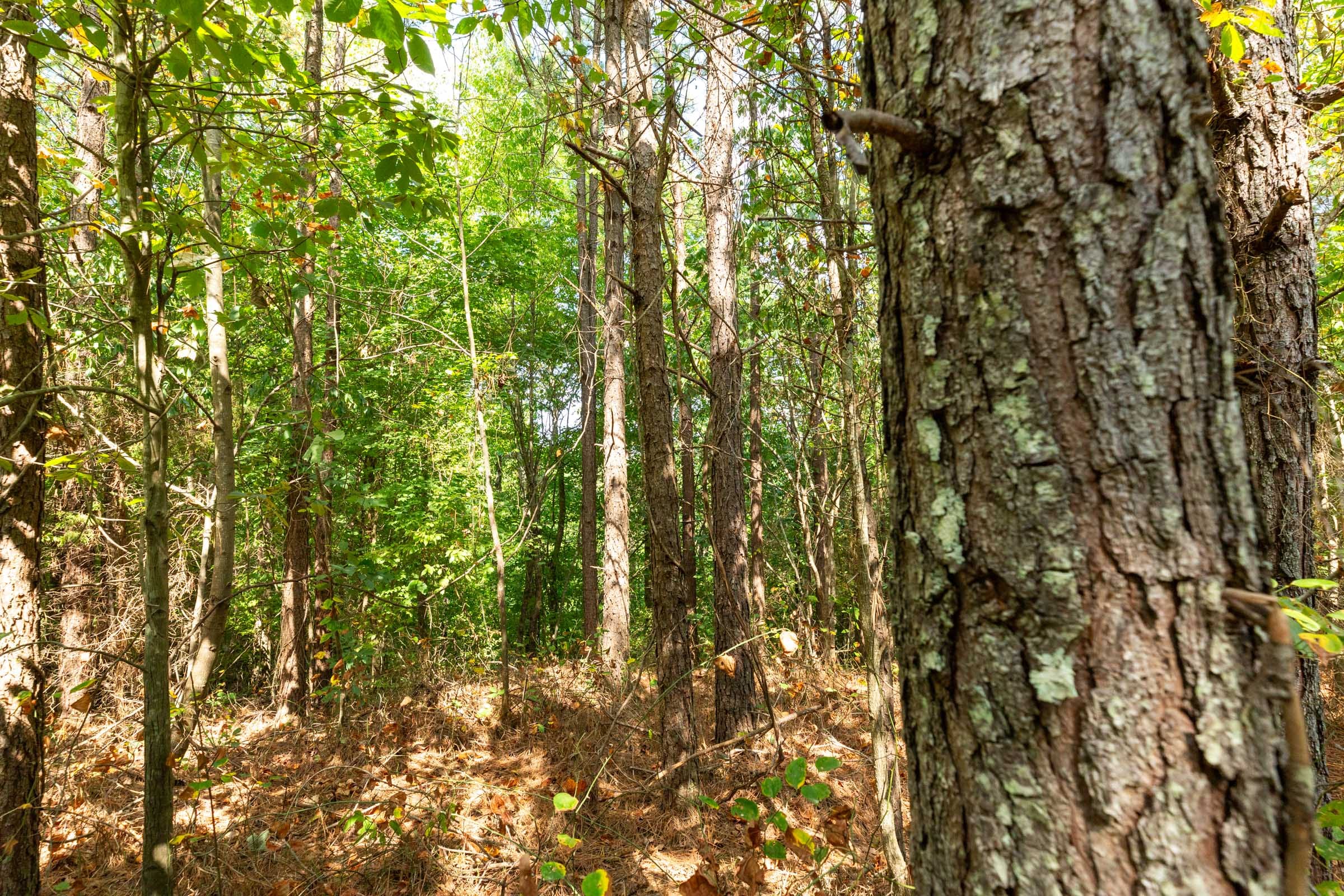 Harvest Ridge Tract 12 photo 13