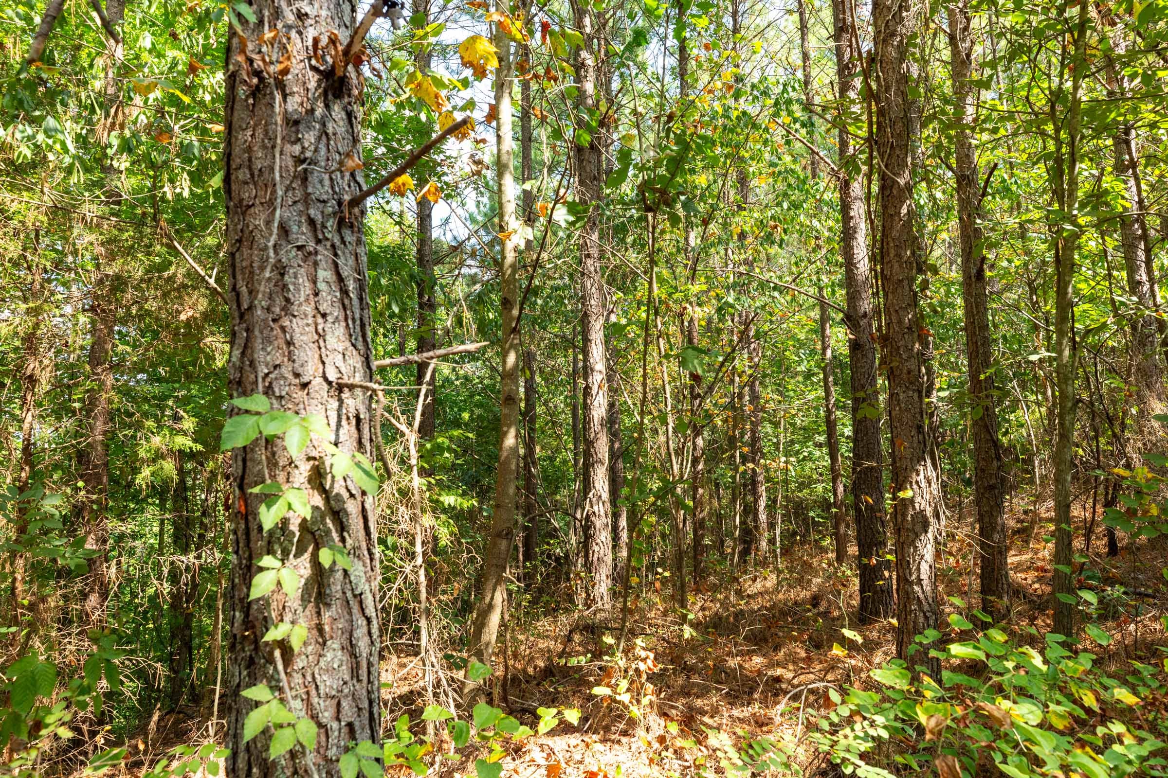 Harvest Ridge Tract 12 photo 15