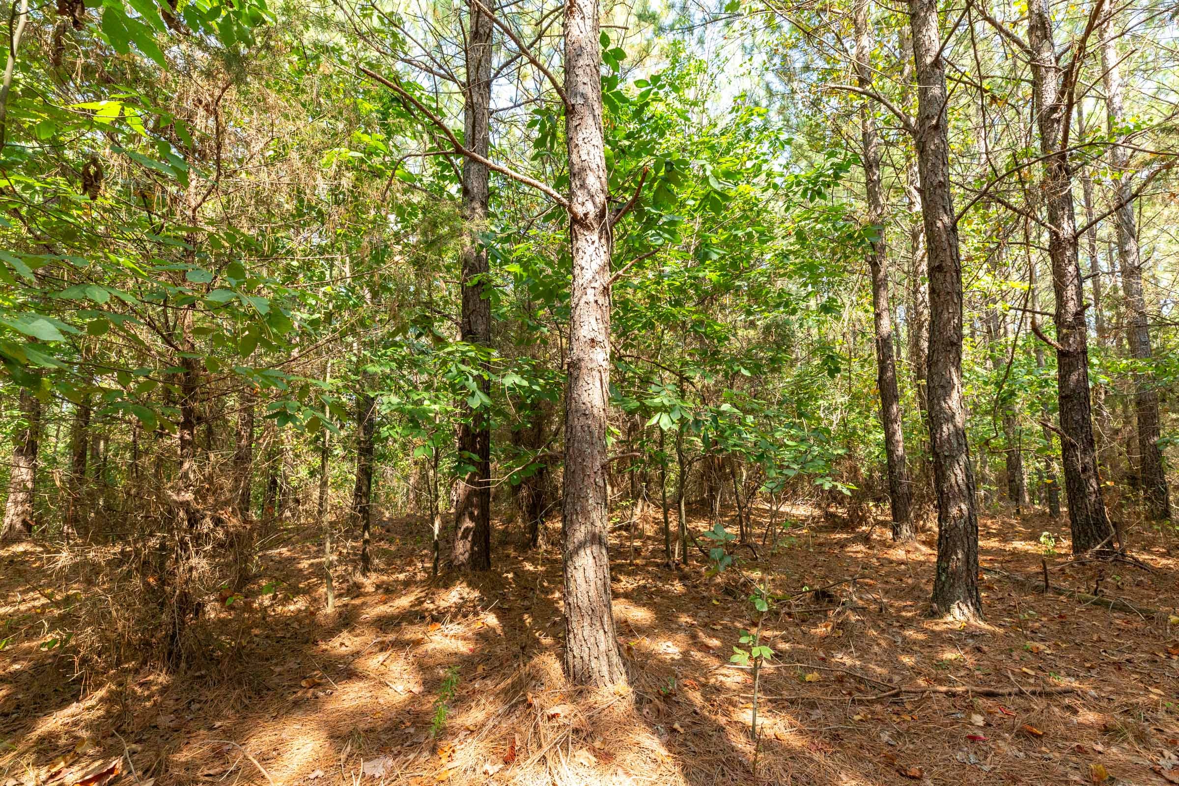 Harvest Ridge Tract 12 photo 12