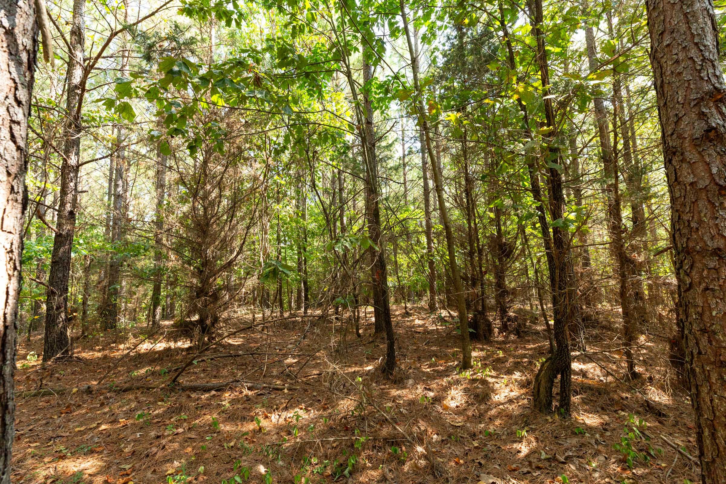Harvest Ridge Tract 12 photo 14