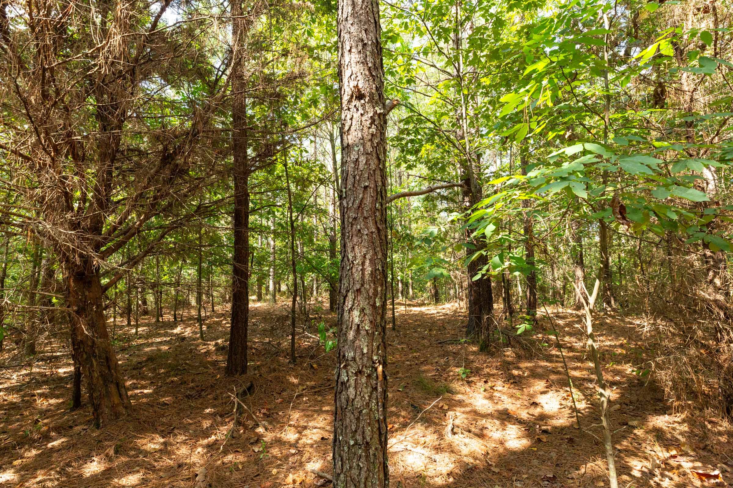 Harvest Ridge Tract 12 photo 16