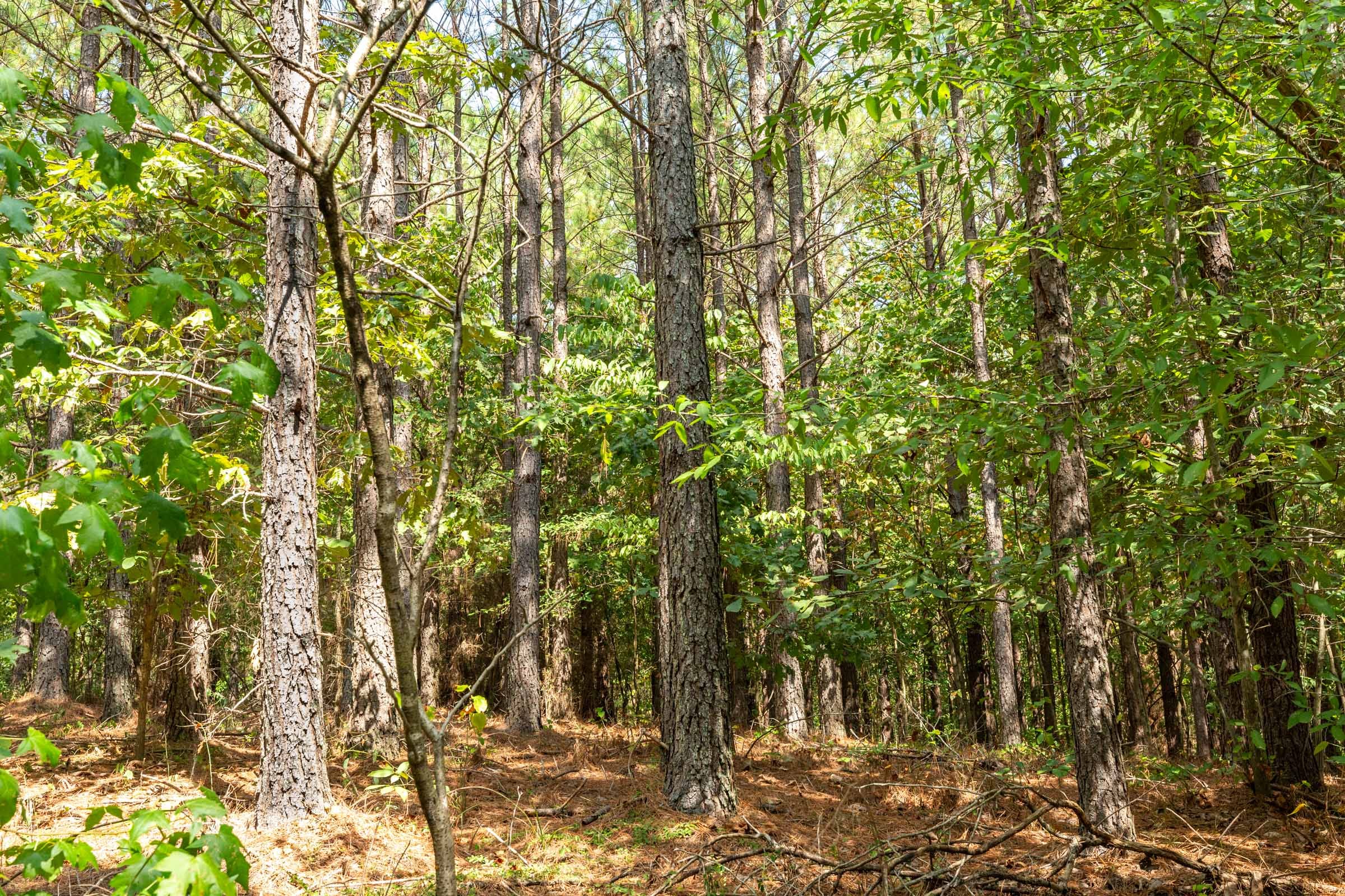 Harvest Ridge Tract 12 photo 17