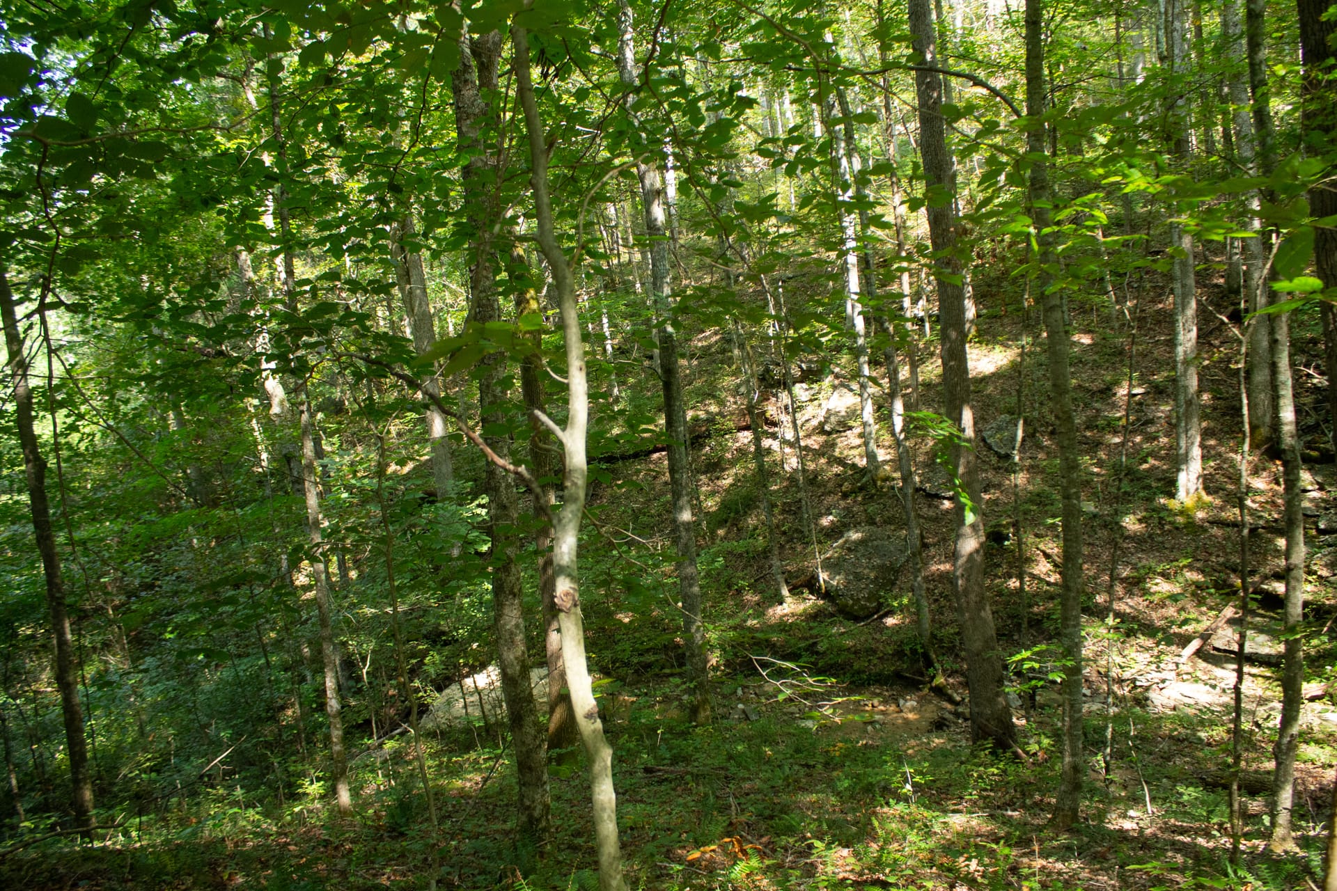 Bluegrass Ridge Tract 2 photo 7