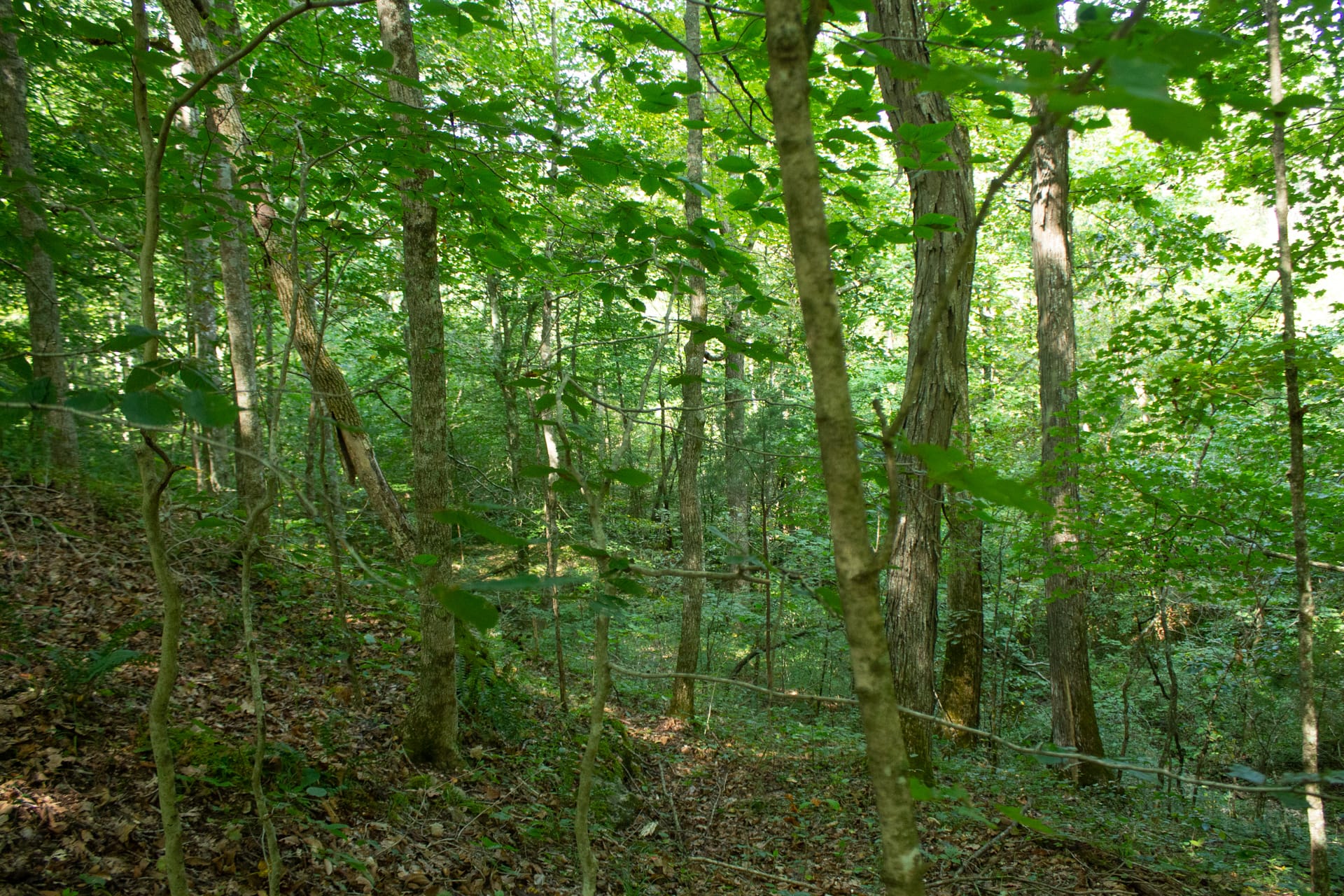 Bluegrass Ridge Tract 2 photo 12