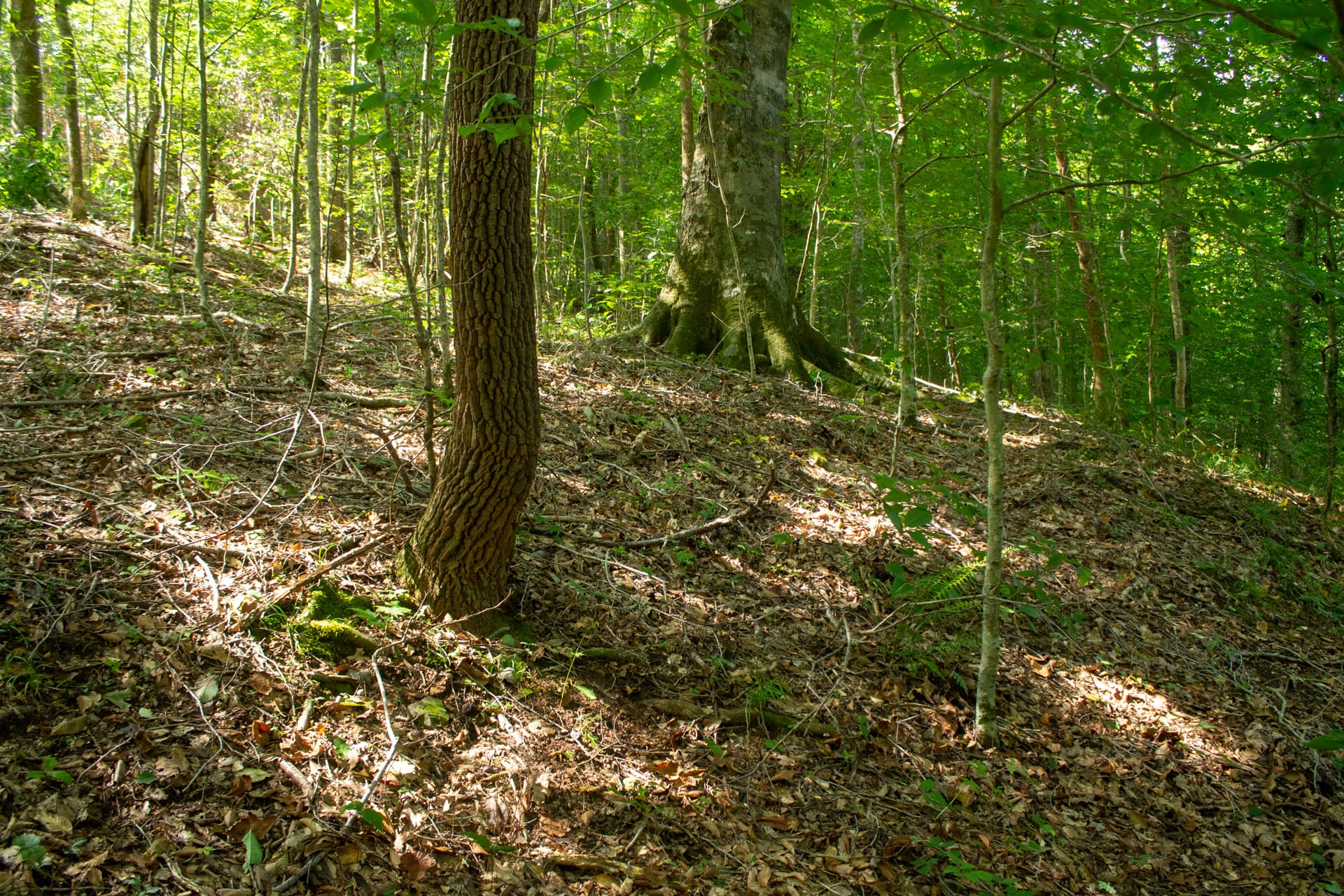 Bluegrass Ridge Tract 2 photo 15