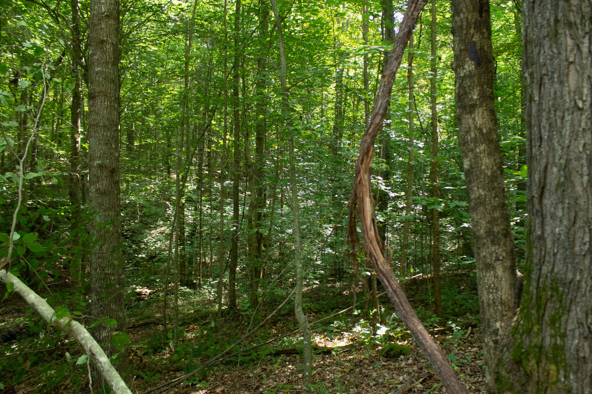 Bluegrass Ridge Tract 2 photo 16