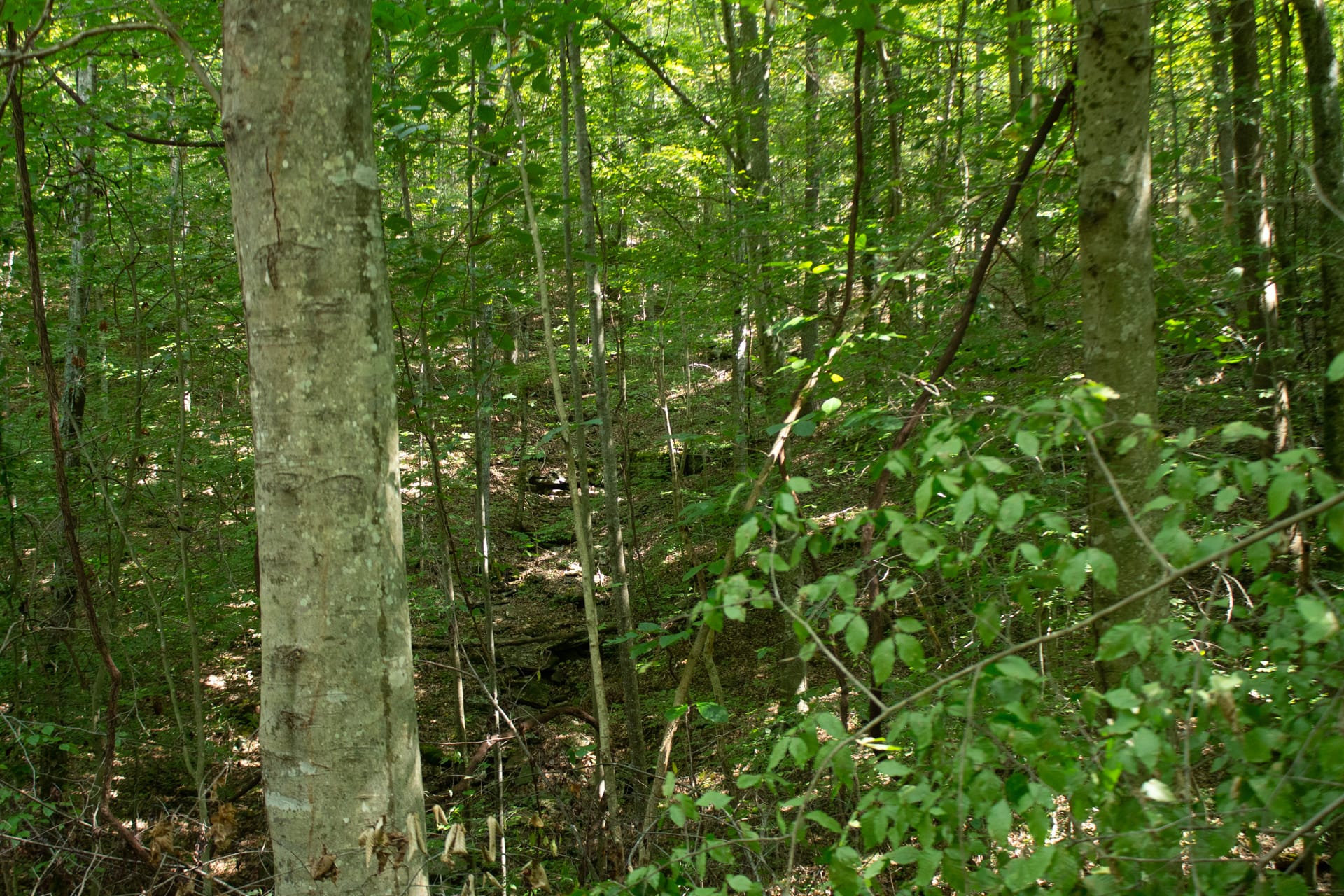 Bluegrass Ridge Tract 2 photo 17