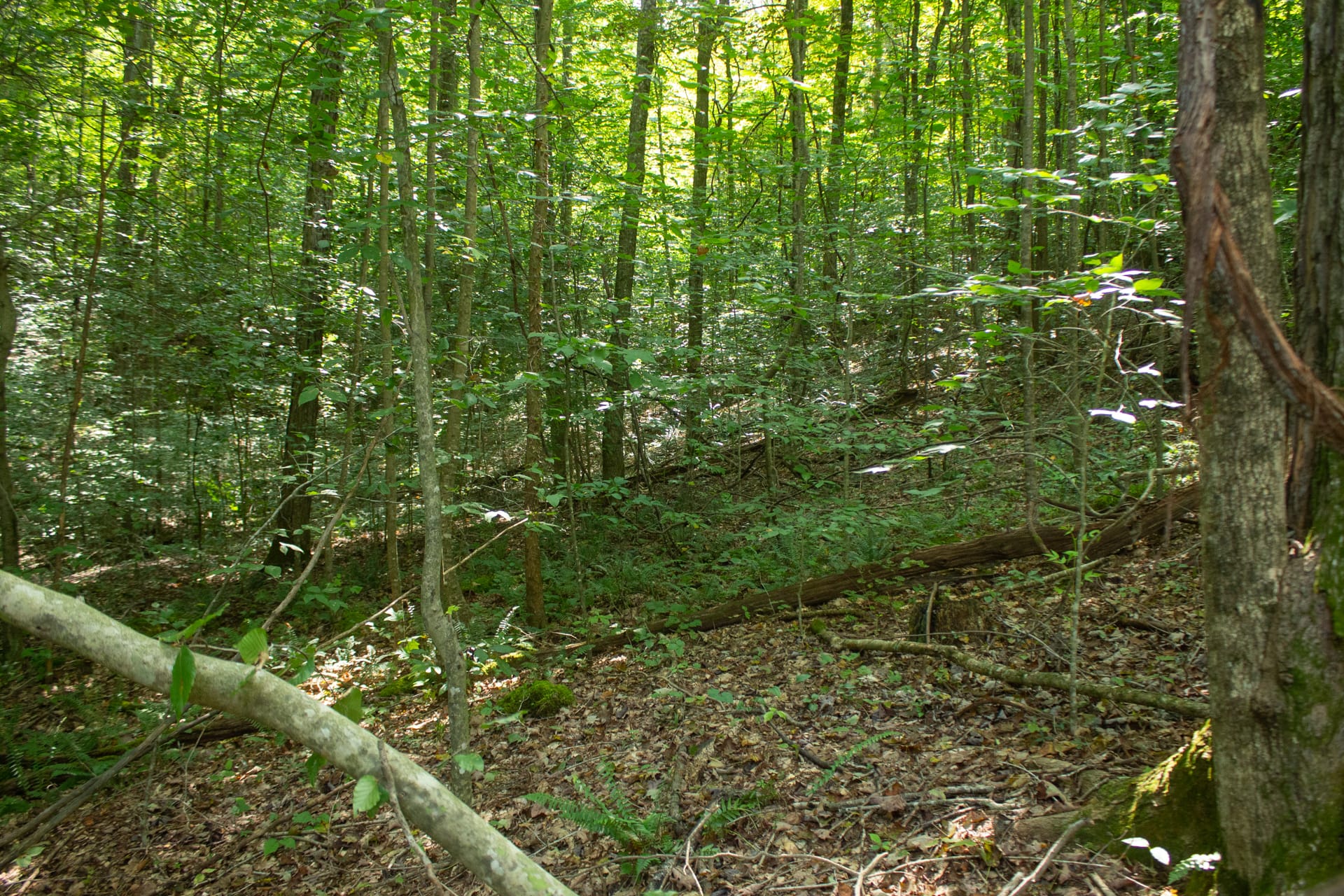 Bluegrass Ridge Tract 2 photo 18