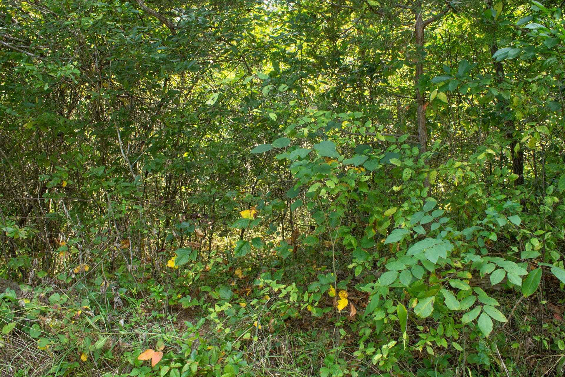 Bluegrass Ridge Tract 2 photo 21