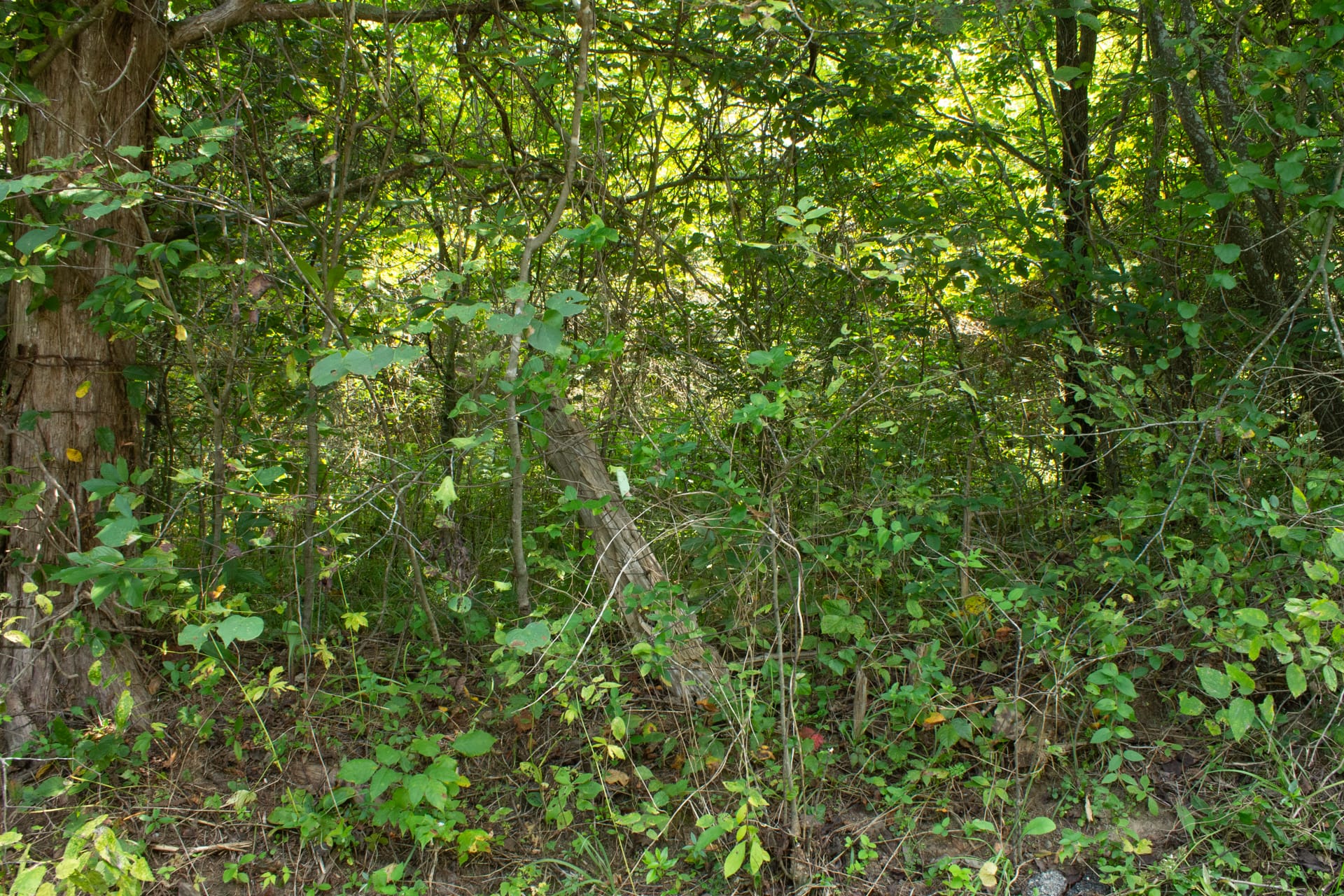 Bluegrass Ridge Tract 2 photo 22
