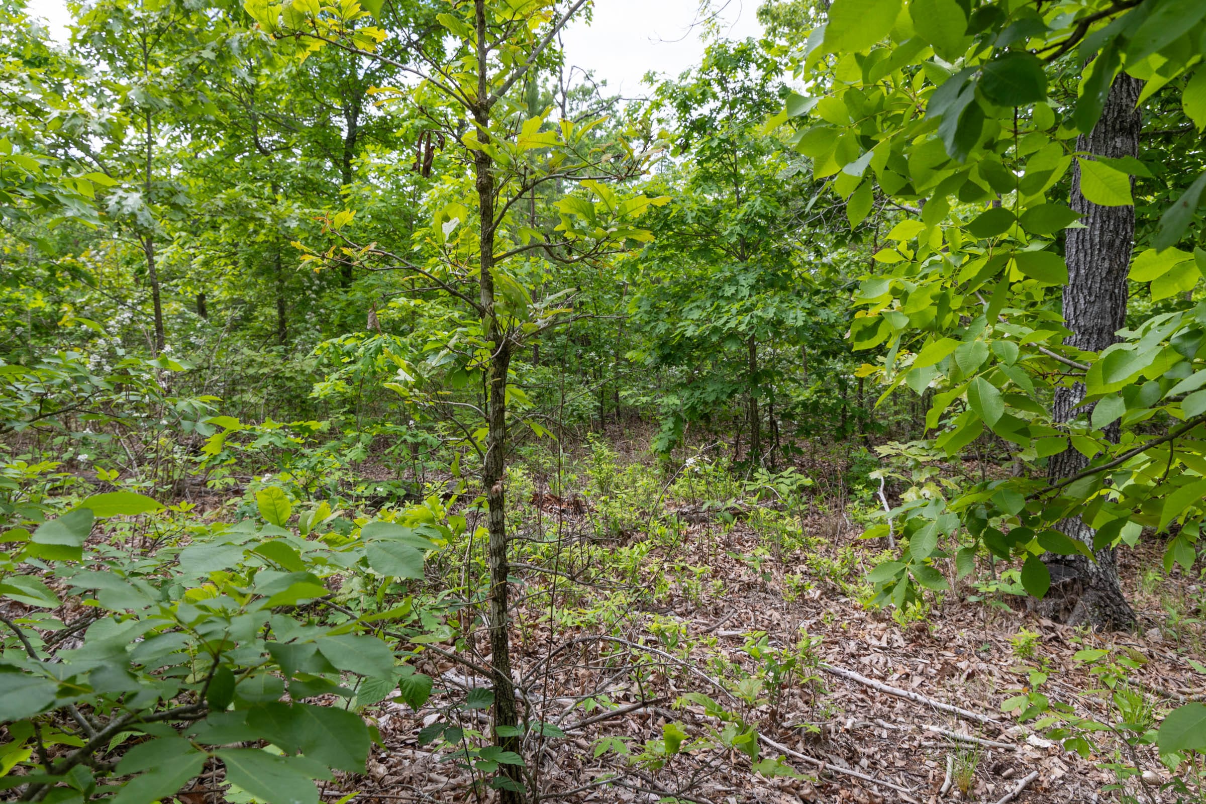 Sleepy Hollow Phase II Tract 80 photo 8