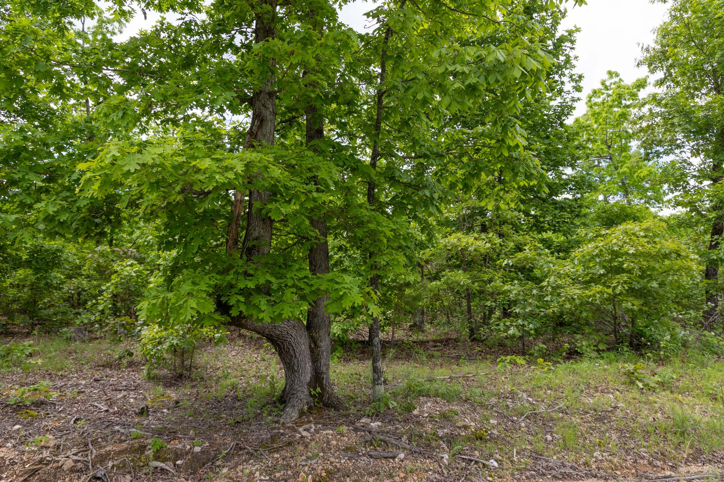 Sleepy Hollow Phase II Tract 80 photo 3