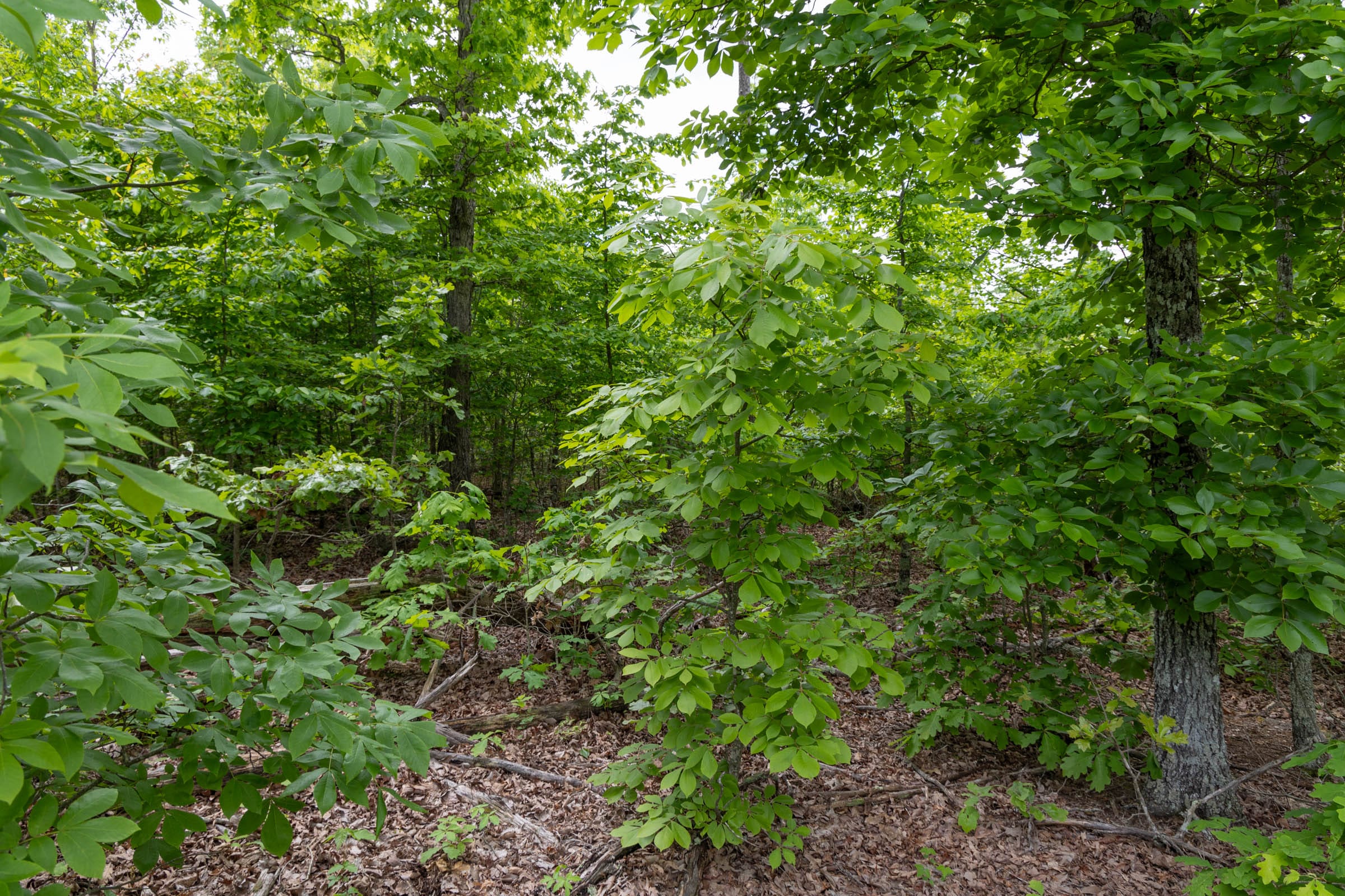 Sleepy Hollow Phase II Tract 80 photo 2
