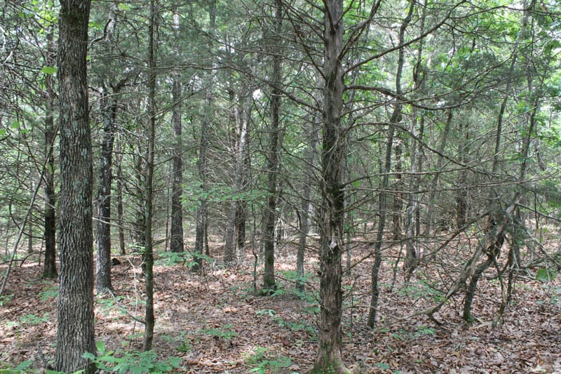 Cedar Ridge Ranch Tract 22 photo 2