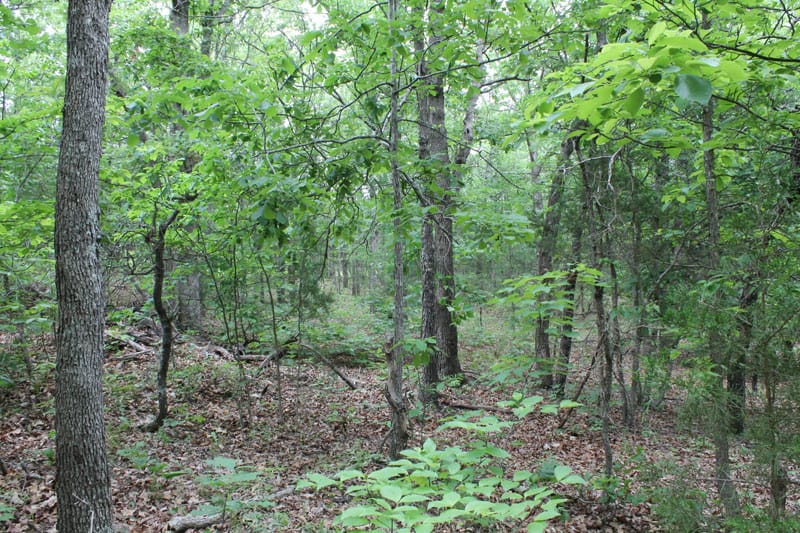 Cedar Ridge Ranch Tract 22 photo 3