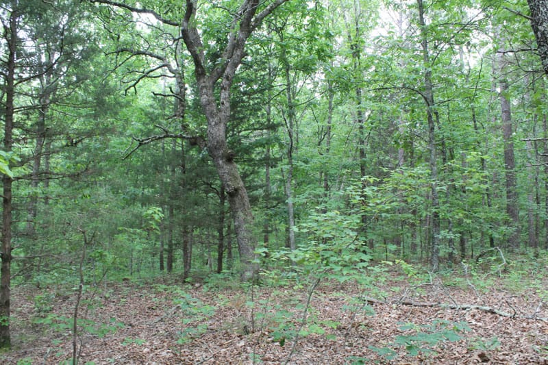 Cedar Ridge Ranch Tract 22 photo 4