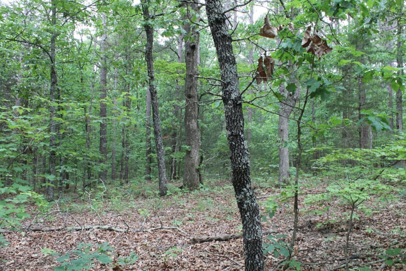 Cedar Ridge Ranch Tract 22 photo 5