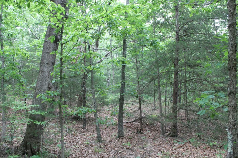 Cedar Ridge Ranch Tract 22 photo 6
