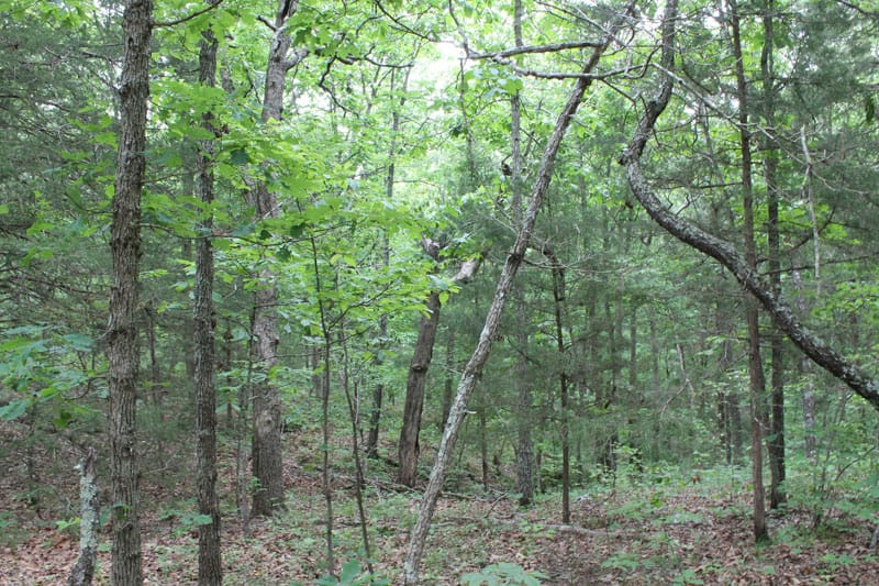 Cedar Ridge Ranch Tract 22 photo 7