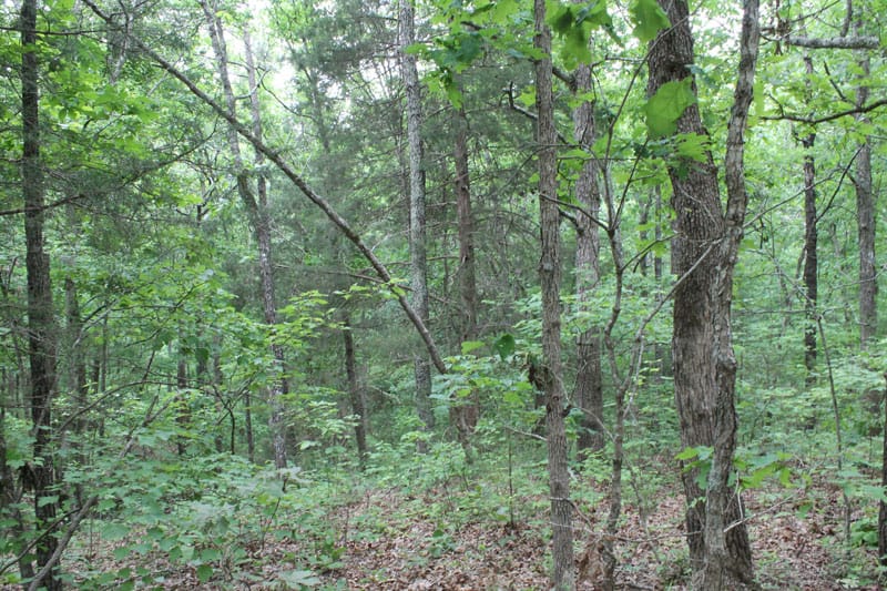 Cedar Ridge Ranch Tract 22 photo 8