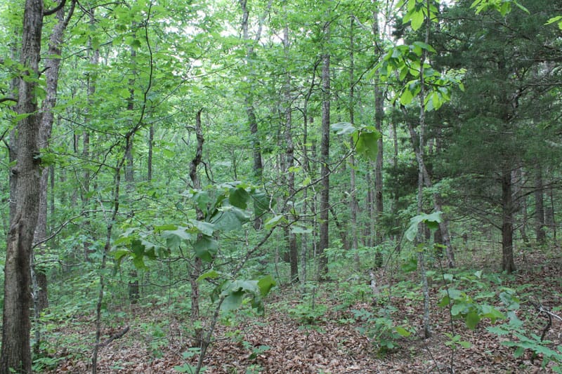 Cedar Ridge Ranch Tract 22 photo 9