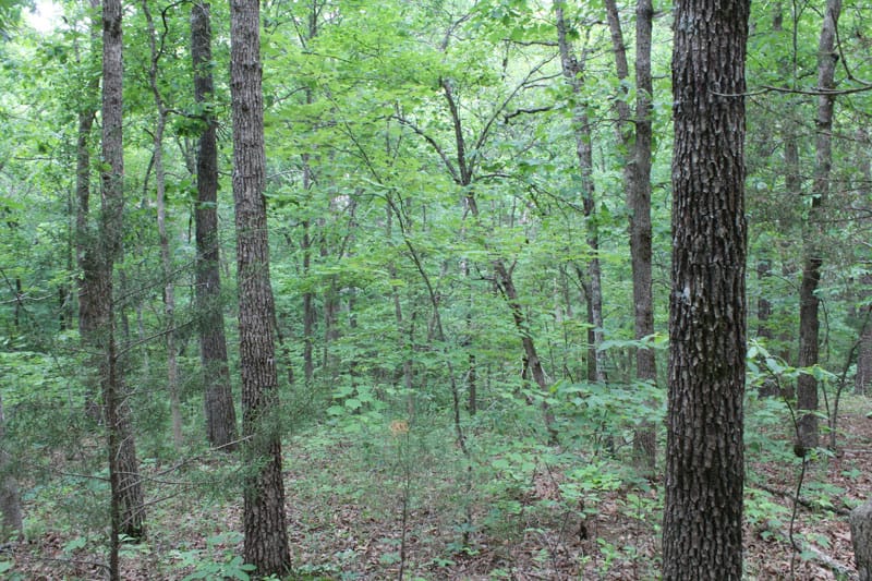 Cedar Ridge Ranch Tract 22 photo 10
