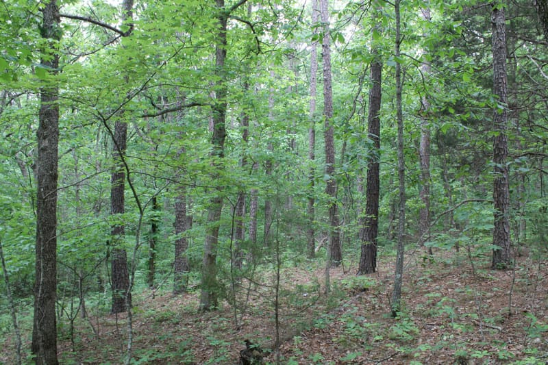 Cedar Ridge Ranch Tract 22 photo 11