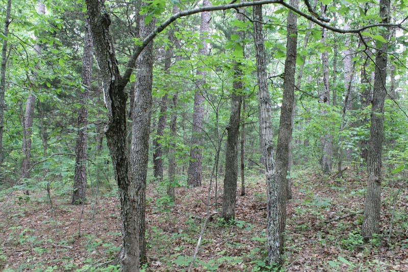 Cedar Ridge Ranch Tract 22 photo 12