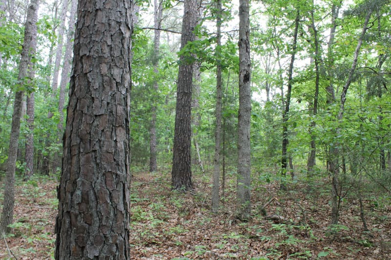 Cedar Ridge Ranch Tract 22 photo 13