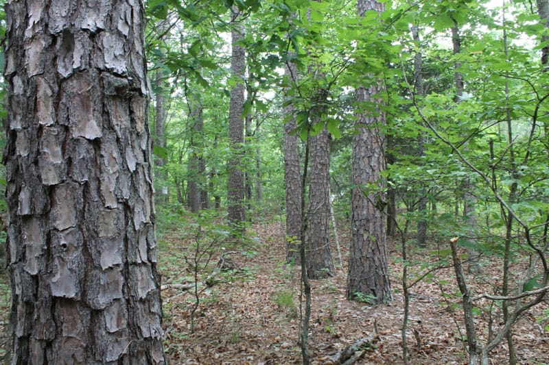 Cedar Ridge Ranch Tract 22 photo 14