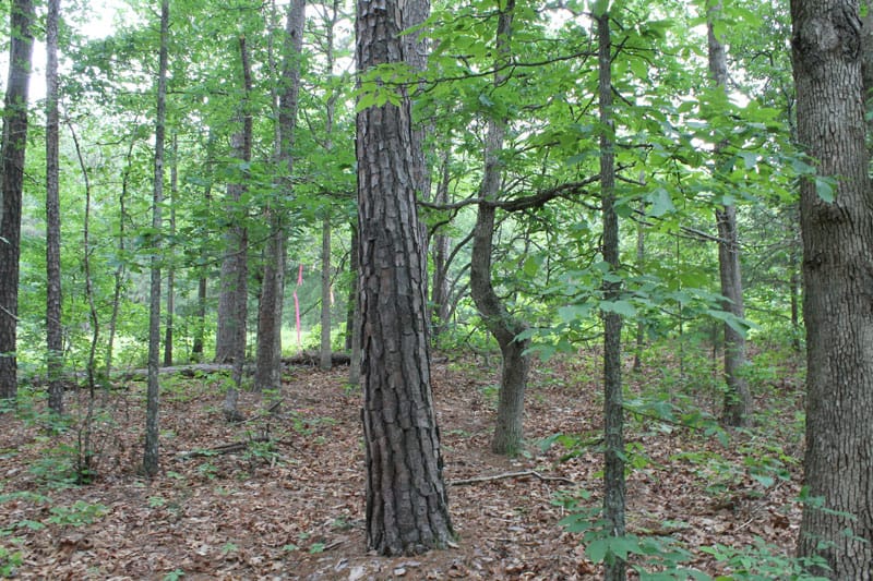 Cedar Ridge Ranch Tract 22 photo 15
