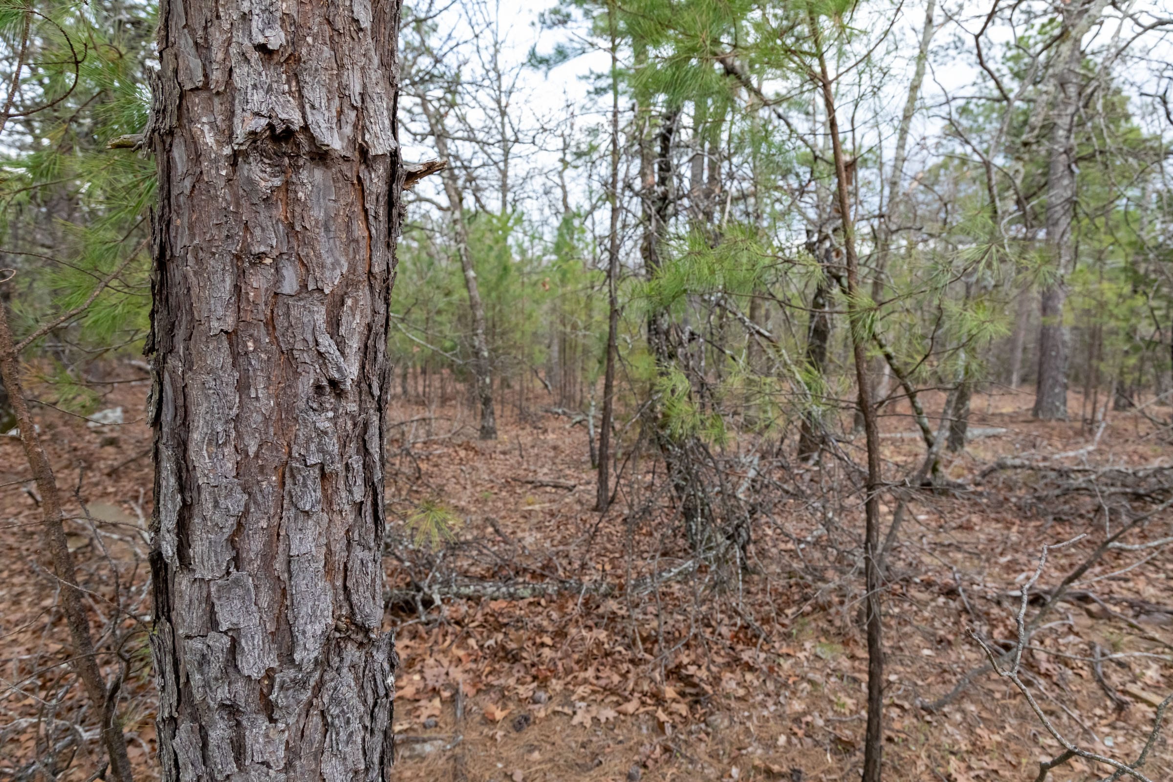 Stone Bridge Phase III Tract 182 photo 9