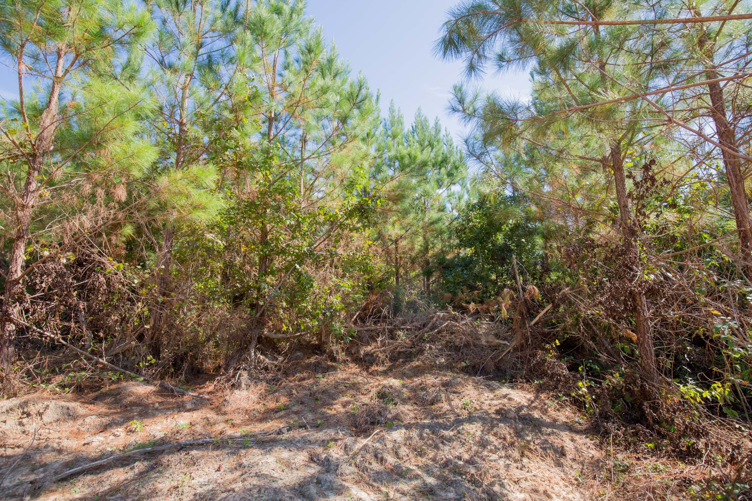 Sky Ranch Tract 4 photo 6