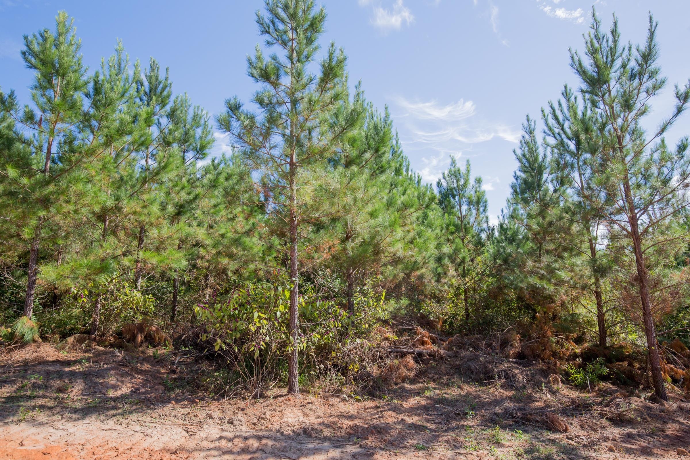 Sky Ranch Tract 4 photo 9