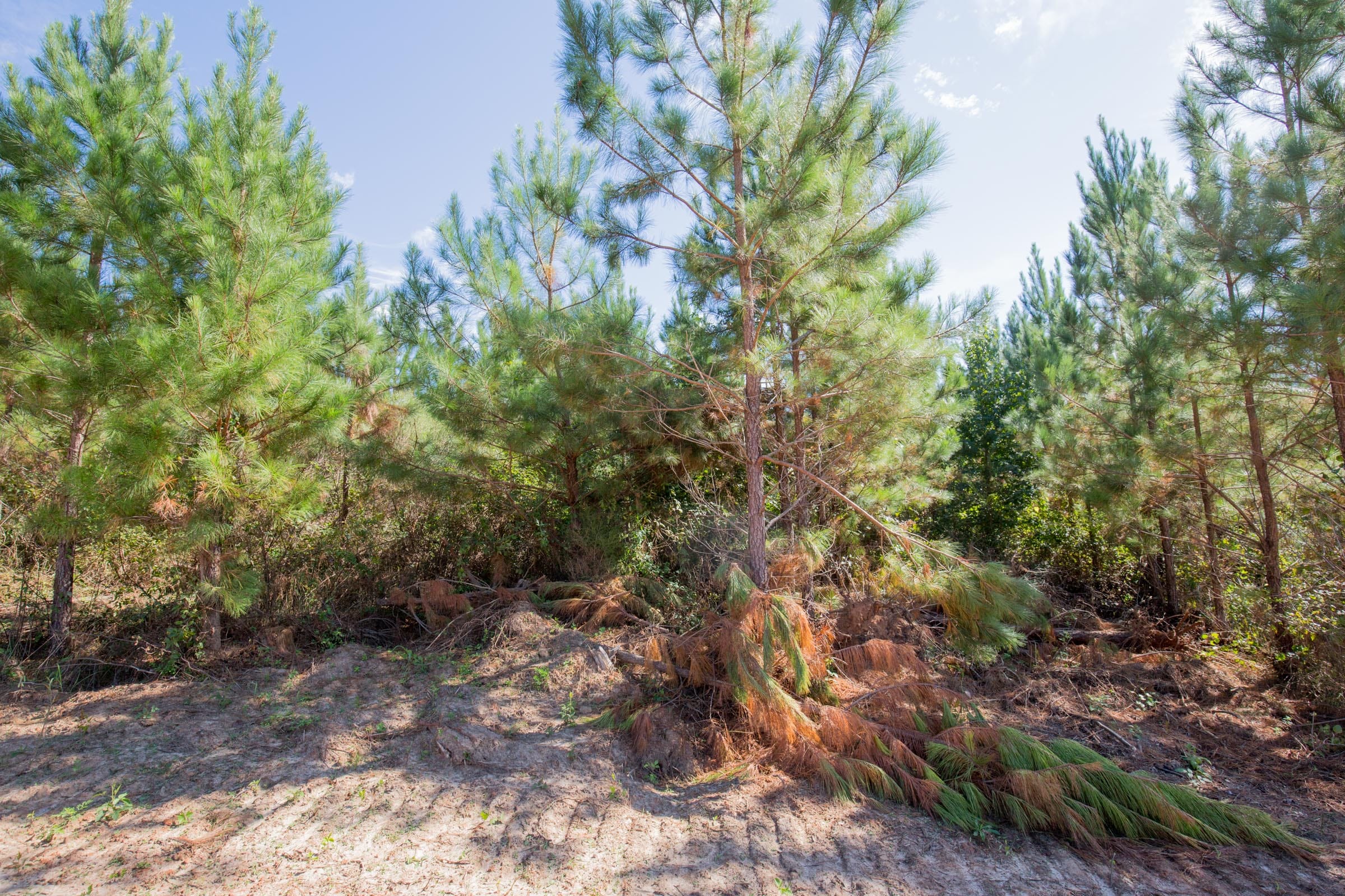 Sky Ranch Tract 4 photo 10
